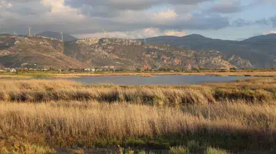 Yağmurlarla Milleyha Kuş Cenneti’nde Hayat Yeniden Başladı